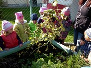 Sklízíme úrodu na školní zahrádce